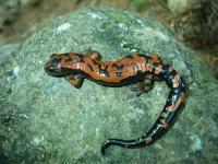 <I>Bolitoglossa lincolni</I>