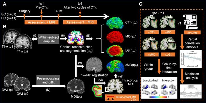 Brain Changes Linked to Fatigue Emerge Early During Chemotherapy