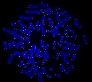 Human chromosomes