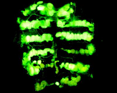 Wax-Producing Cells on Fly Abdomen