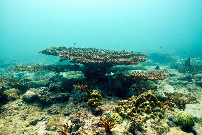 A colony of Acropora corals from the Arabian Gulf - photo credit - John Burt