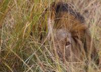 Inadequate Policies for Hunting Large Carnivores (3 of 3)