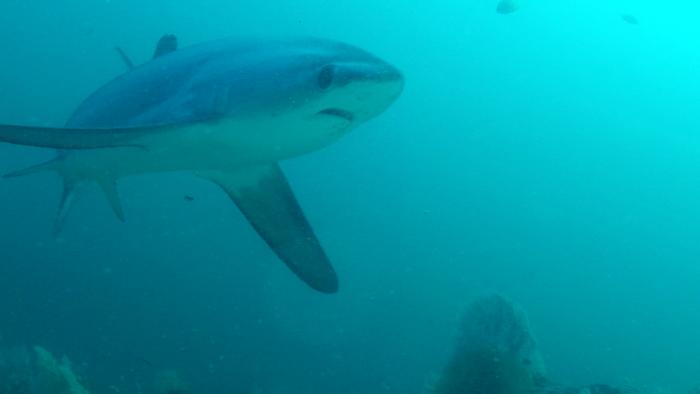 Pelagic thresher shark