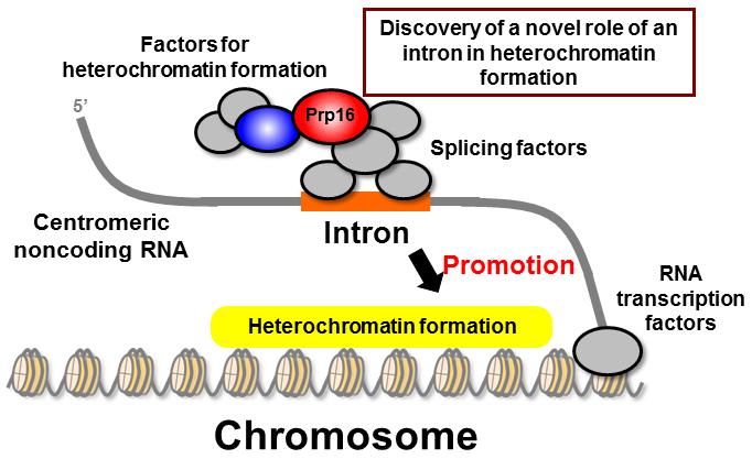 The Role Of Introns In Heterochromatin Formation