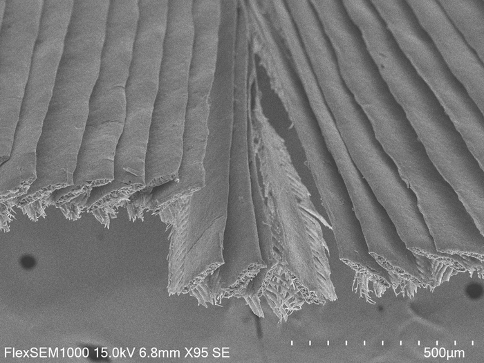 SEM of tip