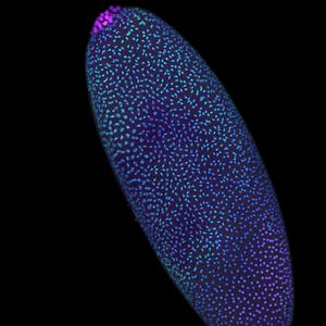 An early Drosophila embryo captured during a wave of nuclear division.