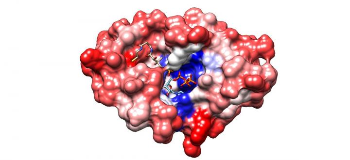 DropSynth Structure