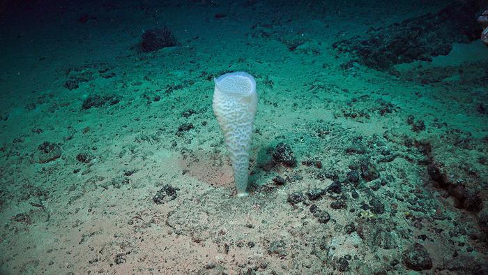 sponge