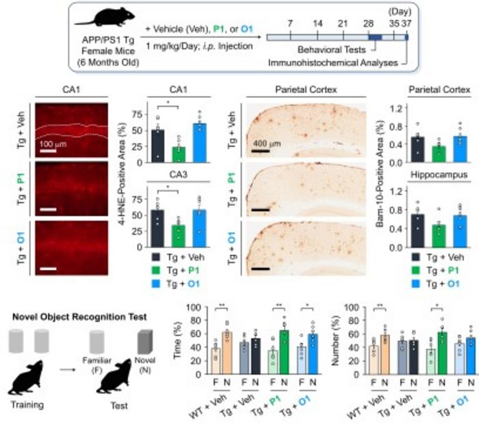 KAIST Proposes a New Dementia Treatment Strategy by Repositioning Molecules without Changing Their Chemical Composition​