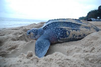 A Leatherback Turtle