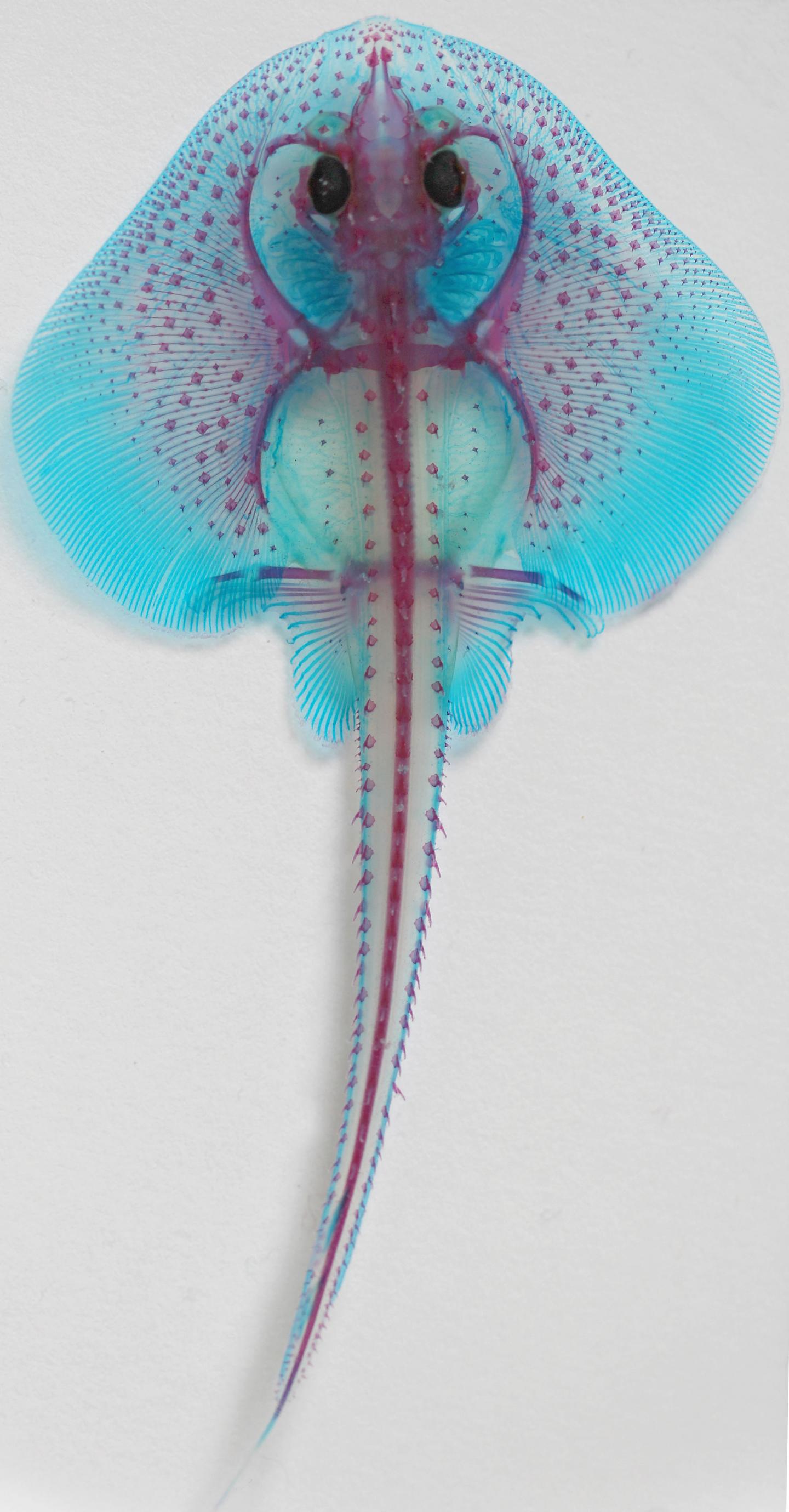 Late Stage Skate Embryo