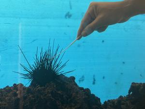 Close-up of hand swabbing sea urchin underwater tank.