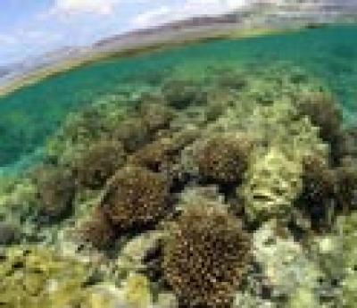Coral Reefs