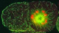 Mutant Sas-7 Protein Alters Cell Division
