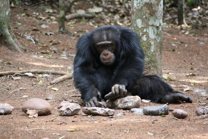 A young adult male chimpanzee (Jeje) cracking nuts using stone tools