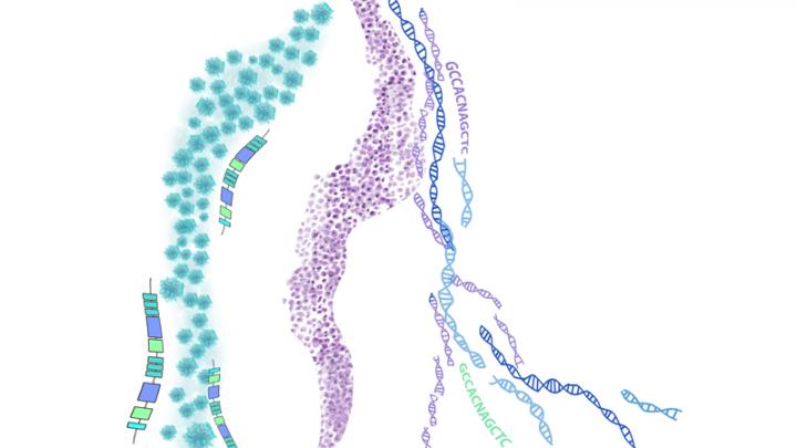 DNA