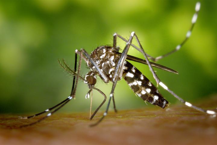 Aedes Albopictus, the Asian Tiger Mosquito