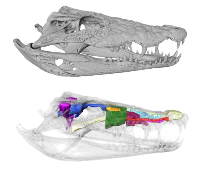 The internal anatomy of Crocodylus rhombifer