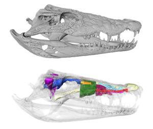 The internal anatomy of Crocodylus rhombifer