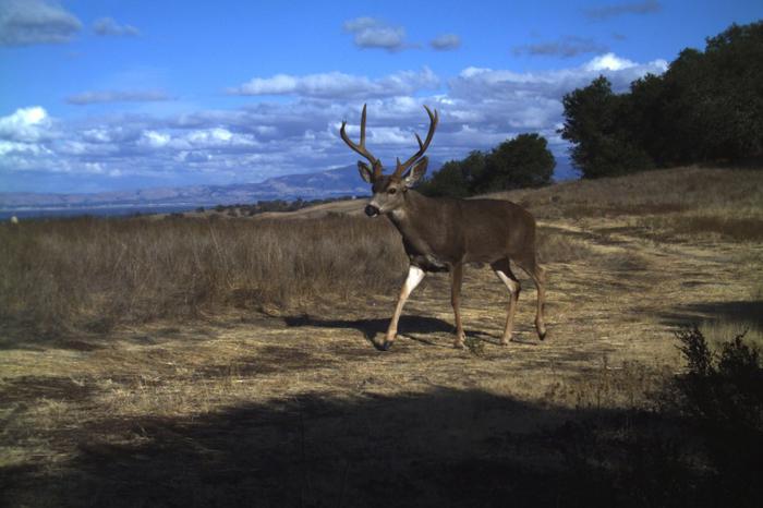 deer_jasperridge