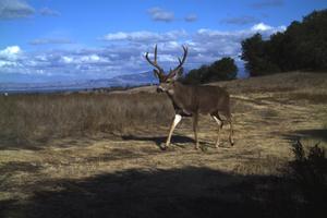 deer_jasperridge