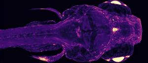 wholistic imaging