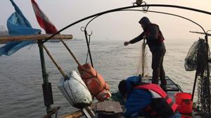 Yangtze River Fishing Ban Halts Seven Decades of Biodiversity Decline