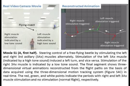 Beetle Flying