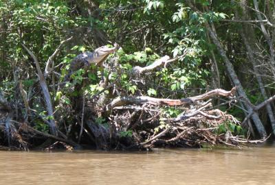Tree-Climbing Crocodiles