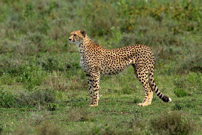 Cheetah research