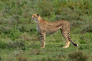 Cheetah research