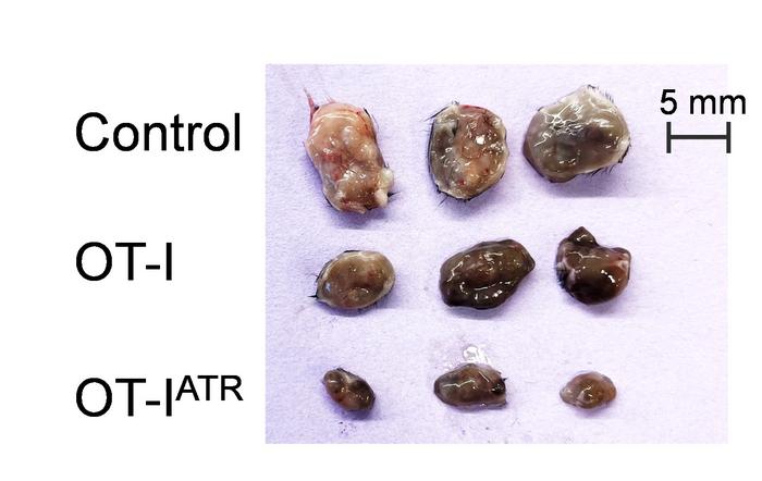 Tumor Size Under Different Treatment Conditions