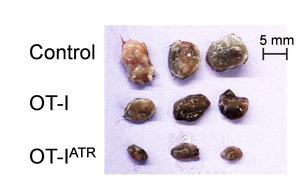 Tumor Size Under Different Treatment Conditions