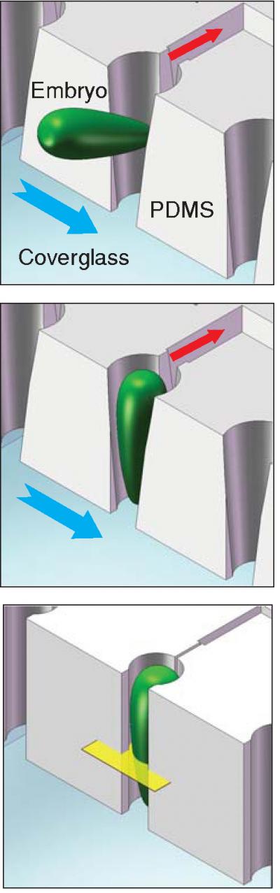 Microfluidic Device Trapping Process
