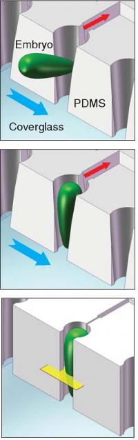 Microfluidic Device Trapping Process
