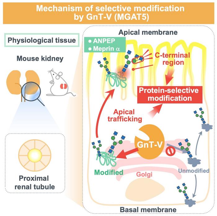 Mechanism of selective modification by GnT-V