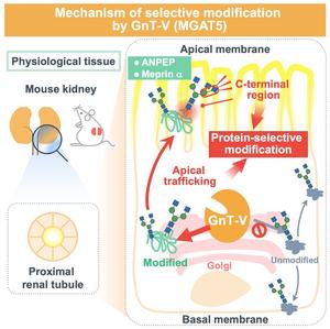 Mechanism of selective modification by GnT-V