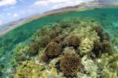 Pocillopora Coral