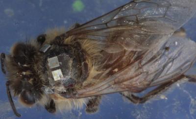 Honeybee with Radio Trackers