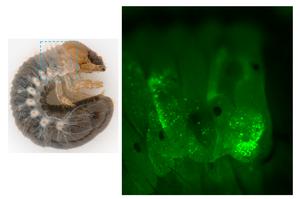 Successful introduction of a plasmid DNA encoding Green Fluorescent Protein (GFP) into Trypoxylus dichotomus larvae via electroporation.