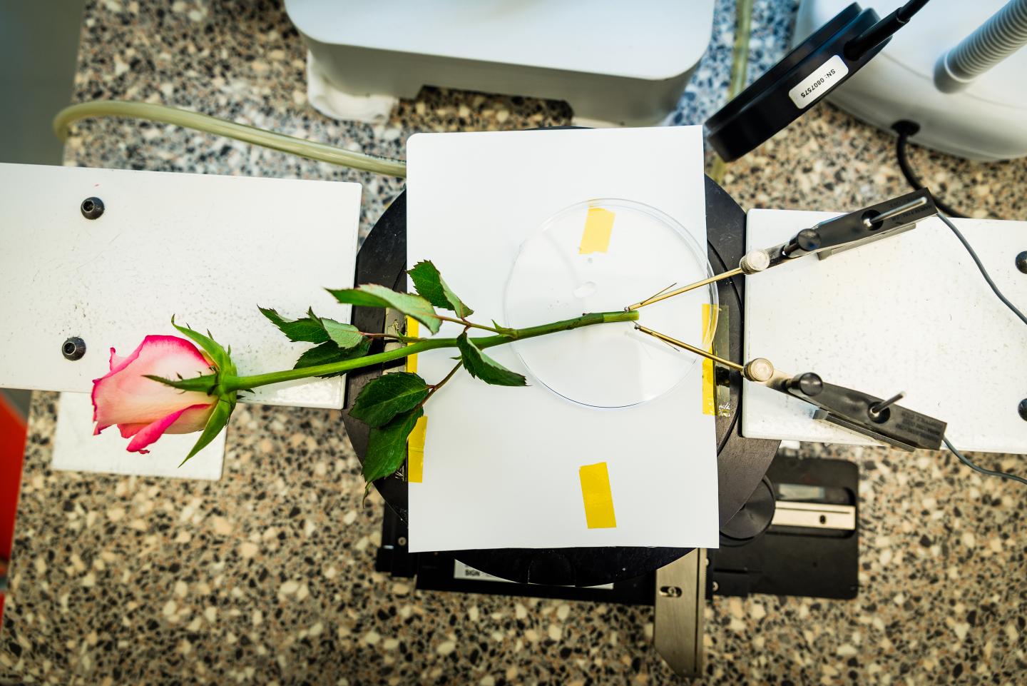 Supercapacitor Rose