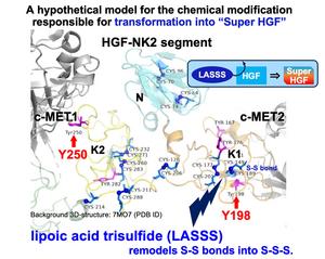Lipoic acid trisulfide (LASSS) may turn HGF into “Super HGF”