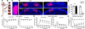 Effects of photothrombotic stroke on corticospinal neurons and locomotion behaviors