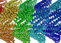 Snap Together Protein Filaments