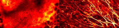 2-Photon Microscopy