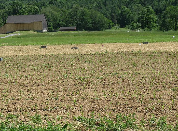 Till no Till