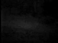 Video of Firefly Synchrony