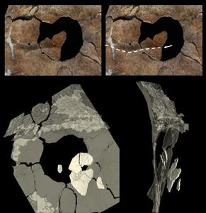 The circular hole in the scapula and the fragments found embedded in the sediment.