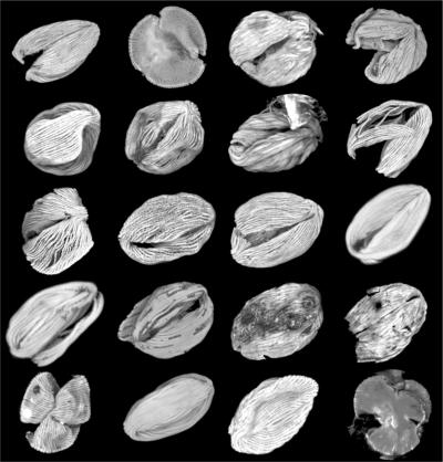 Striatopollis Catatumbus