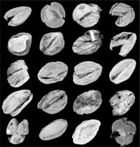 Striatopollis Catatumbus